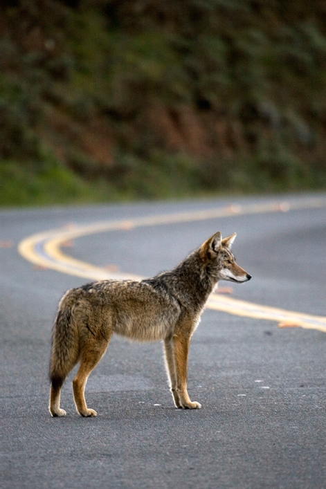 Road mortality is one of the leading causes of death for coyotes living in urban areas. Research indicates that coyotes have become more nocturnal in urban areas to avoid roads and other human-related hazards, though it is not uncommon or unnatural to see coyotes during the day.