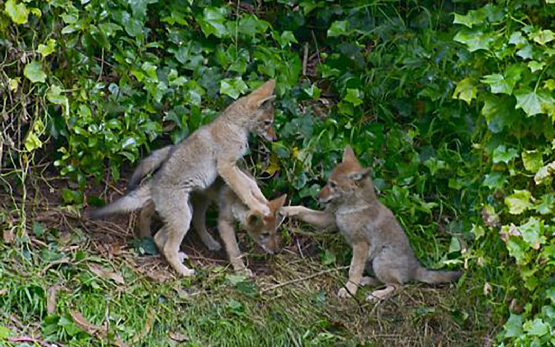 Coyote-human coexistence urged as animals migrate