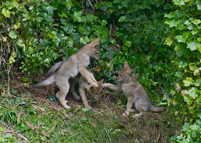 Coyote-human coexistence urged as animals migrate