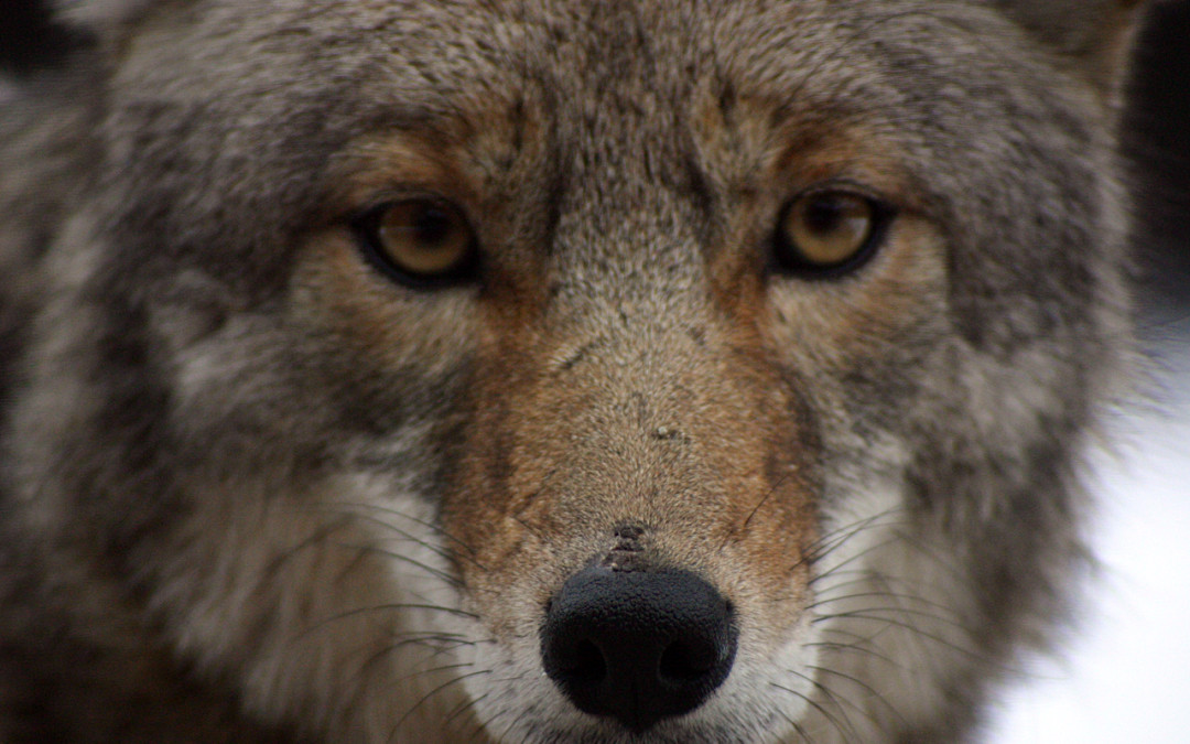 California Becomes First State To Ban Brutal Wildlife-Killing Contests