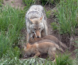 Nine coyote pups rescued from irrigation pipe near Casa Grande