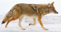 California City Pursues Good Neighbor Policy with Local Coyotes