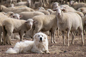 sheepdog2-9-29-14-thumb-600x400-81413