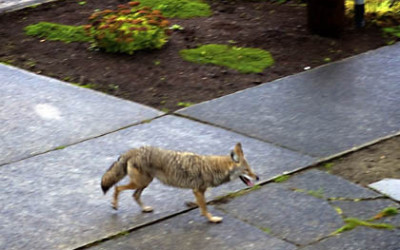 Coyote presentation set for Thursday, March 30