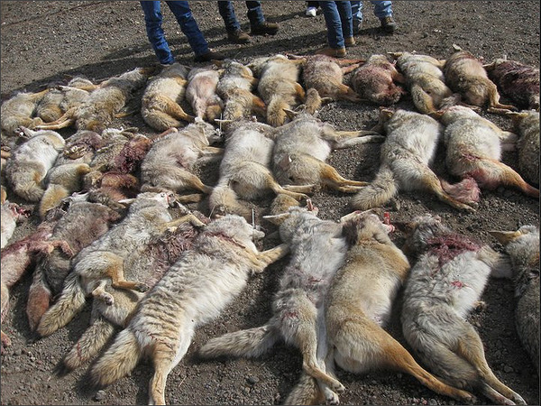 ACTION ALERT: Help Stop Coyote Hunting Contest in California