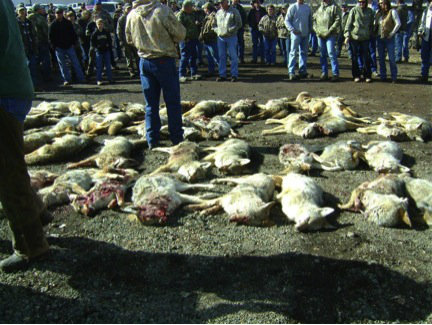 ACTION ALERT: NM Residents – Help Ban Coyote Killing Contests in New Mexico
