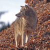 ACTION ALERT: Speak Out Against Dangerous Proposal to Allow Night Hunting of Coyotes in North Carolina