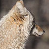 ACTION ALERT: Help Stop Reckless Legislation that would Legalize Bounties on Coyote and Beaver in Minnesota