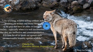 ACTION ALERT: Help Ban Wildlife Killing Contests in California