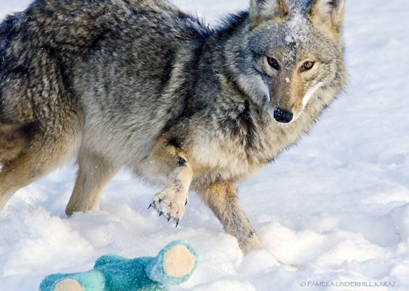 Coyote finds old dog toy, acts like a puppy