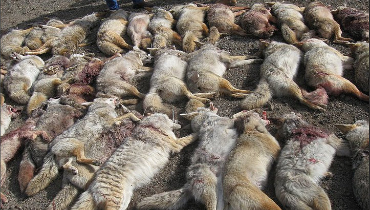 ACTION ALERT: Help Ban Wildlife Killing Contests in California!