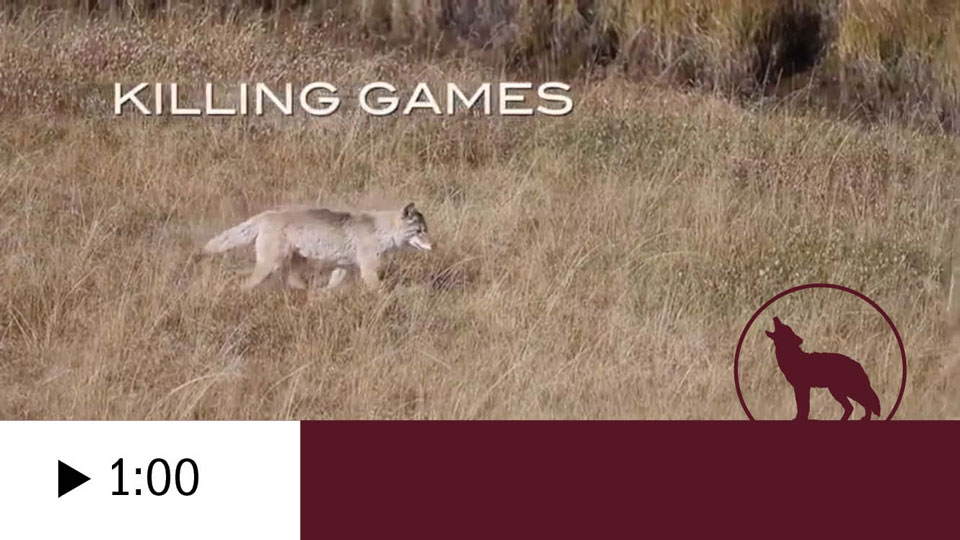 KILLING GAMES: Wildlife In The Crosshairs TRAILER (60 seconds)