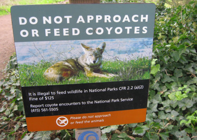 Fear and coyotes in San Francisco