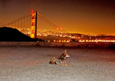 Cities are for Wildlife: An Interview with Camilla Fox, Founder and Executive Director of Project Coyote