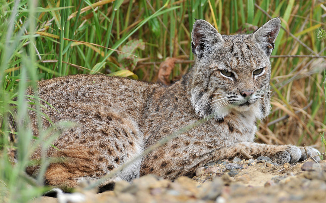 Wildlife advocates back state ban on trapping bobcats