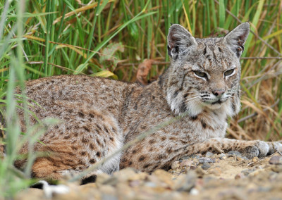 Wildlife advocates back state ban on trapping bobcats