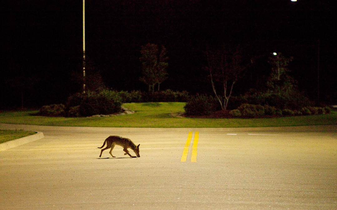 How Humans, and Dogs, Can Coexist With Coyotes in San Francisco