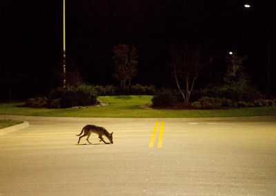 How Humans, and Dogs, Can Coexist With Coyotes in San Francisco
