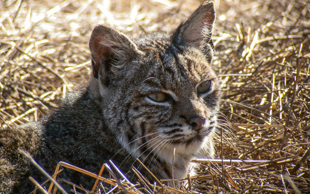 California Bans Bobcat Trapping in 3-2 Vote