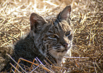 California Bans Bobcat Trapping in 3-2 Vote