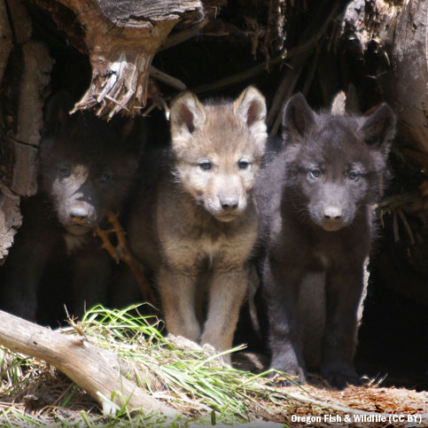 Wolf pups at den site in Oregon