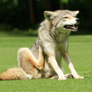 Gilford, NH:  Living With Coyotes @ Gilford Public Library | Gilford | New Hampshire | United States