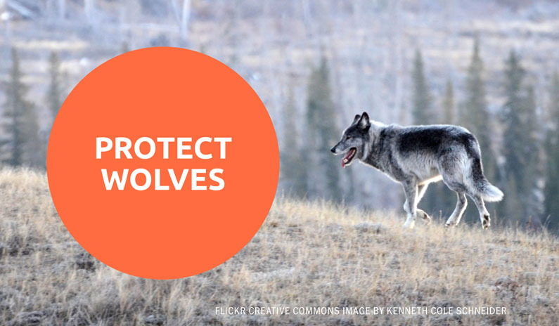 Protect Wolves