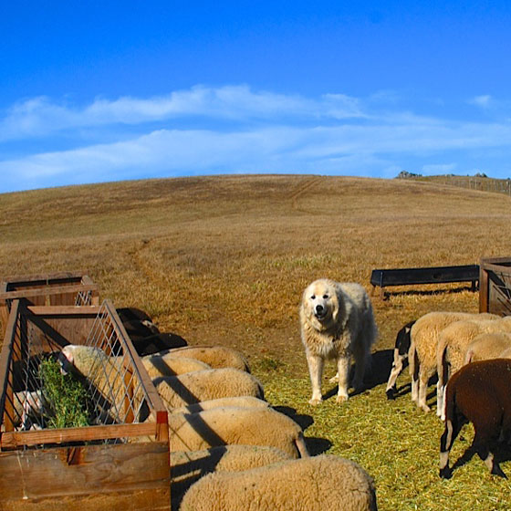 A livestock guardian dog watches over his flock of sheep.