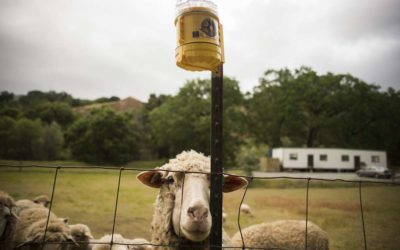 Mendocino County dumps federal killings of livestock predators