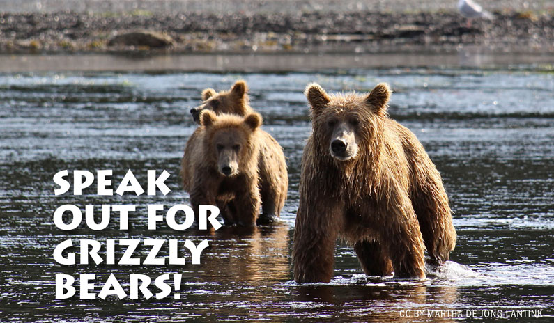 ACTION ALERT: SPEAK OUT FOR GRIZZLY BEARS