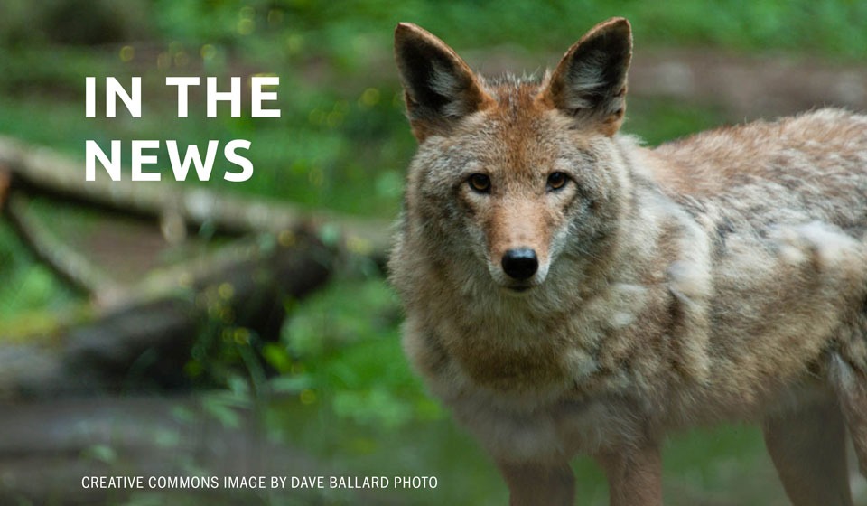California county cuts tie with Wildlife Services over predator killing