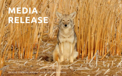 The Fund for Wild Nature Names Project Coyote Founder & Executive Director Camilla Fox Grassroots Activist of the Year