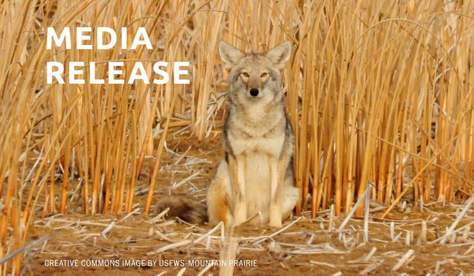 The Fund for Wild Nature Names Project Coyote Founder & Executive Director Camilla Fox Grassroots Activist of the Year