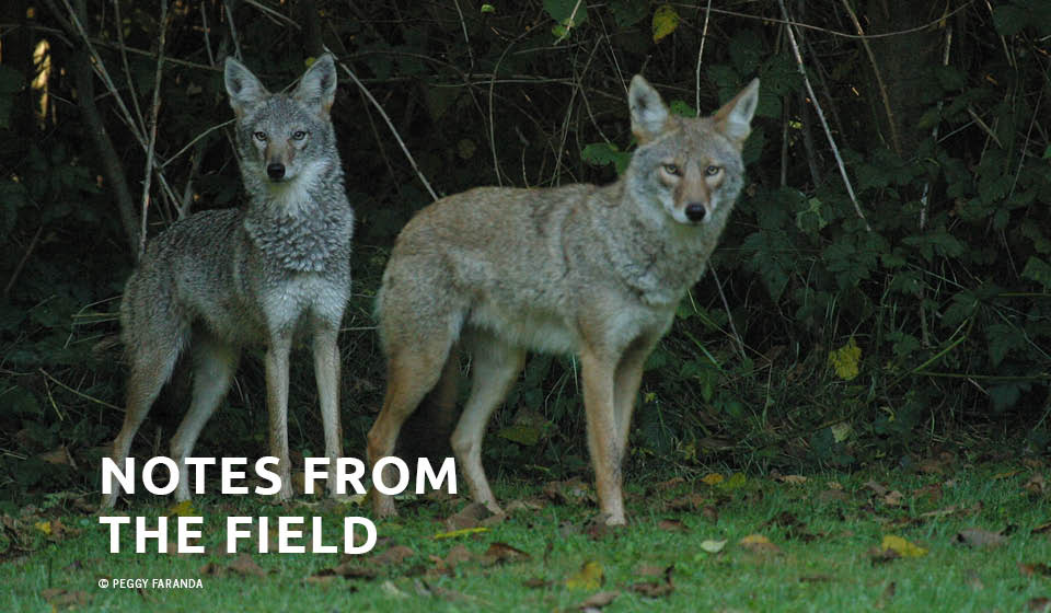 Coyote Ecology: The Rites (and Wrongs) of Spring & Early Summer