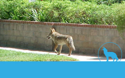 Residents educated on coyote facts and fiction