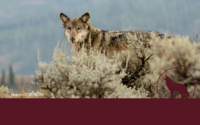 The New Threat to Wolves in and Around Yellowstone