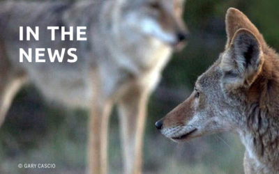 Scientists Condemn Controversial ‘Coyote Challenge’