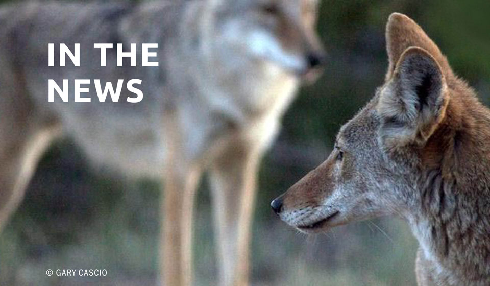 Scientists Condemn Controversial ‘Coyote Challenge’