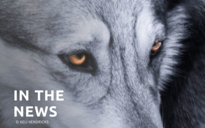 George Wuerthner: Killing wolves not the solution