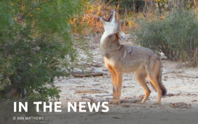 Another View — Christine Schadler: The ugly sides of coyote hunting