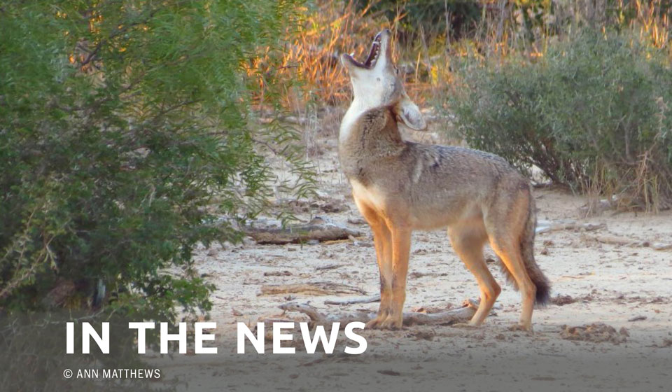 Another View — Christine Schadler: The ugly sides of coyote hunting