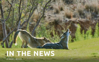 Washington Wolf Cull Won’t Save Livestock: Study