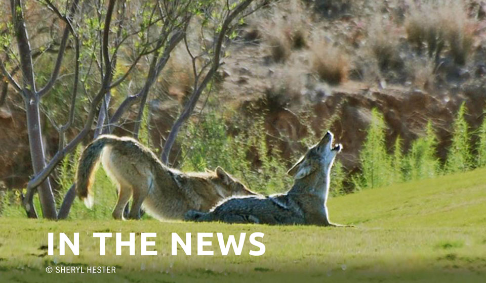 Washington Wolf Cull Won’t Save Livestock: Study