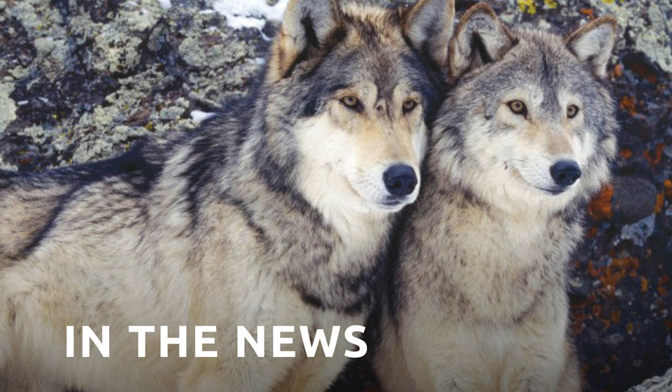 Advances Made in Wolf Deterrents