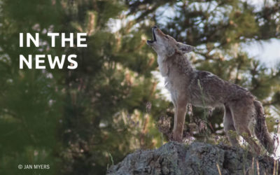 Idaho Settlement Ensures Notification for Wildlife-killing Contests