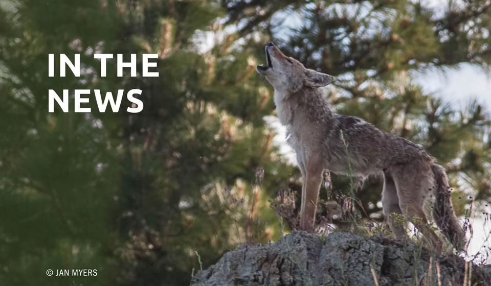 in the news coyotes