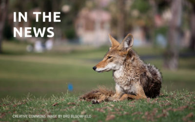 Marin wildlife experts rally against rodenticides after dead coyote linked to poison