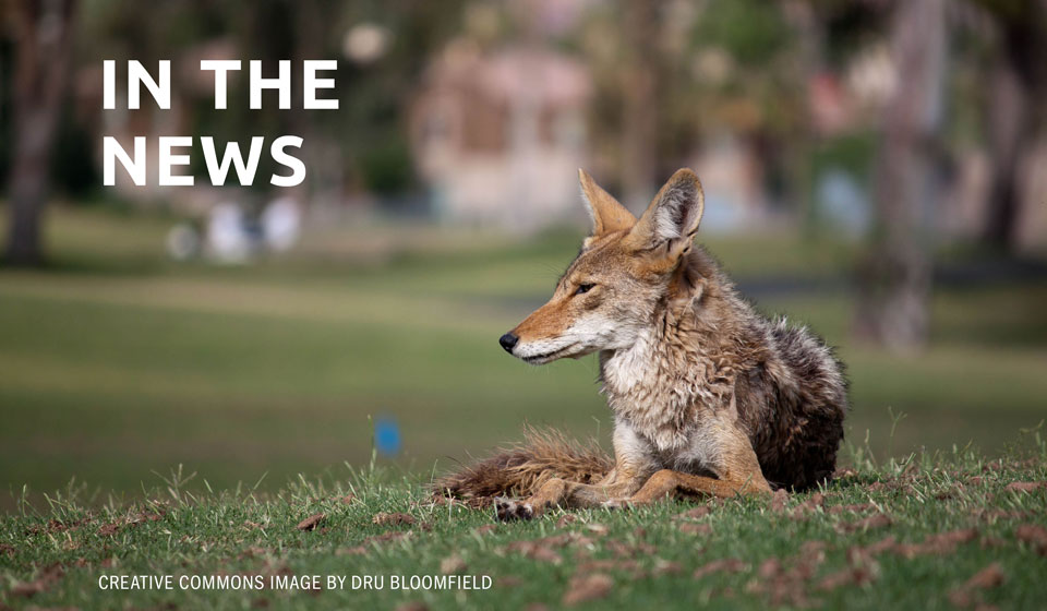 ‘Coyote America’: a wild, smart predator determined to survive