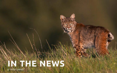 Bobcats, cougars, and coyotes get a stay of execution in Nevada