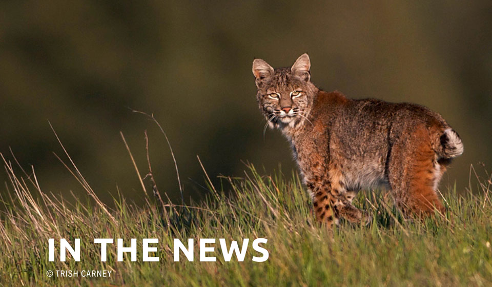 Bobcats, cougars, and coyotes get a stay of execution in Nevada
